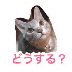 [LINEスタンプ] むーちろ