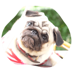 [LINEスタンプ] OmYim The Pug