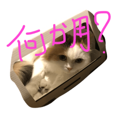 [LINEスタンプ] 猫のジョワスタンプ