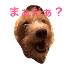 [LINEスタンプ] わんにゃんずの日常