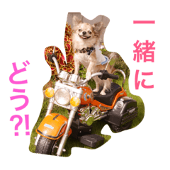 [LINEスタンプ] チワワのみりちゃ