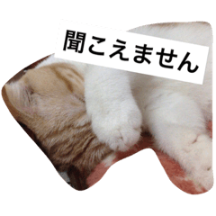 [LINEスタンプ] うちのちーさん