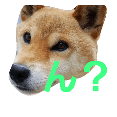 [LINEスタンプ] 柴犬先輩