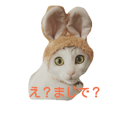 [LINEスタンプ] えんこまスタンプ