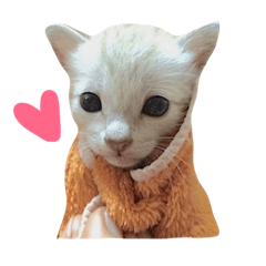 [LINEスタンプ] Funny cat＆cat