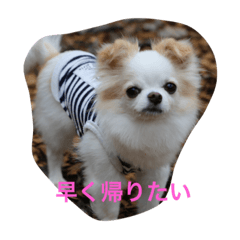 [LINEスタンプ] マル＆フワ