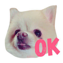 [LINEスタンプ] ポメラニアン使えるスタンプ