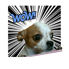 [LINEスタンプ] CHIHUAHUA Expressions