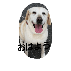 [LINEスタンプ] hklabrador