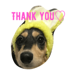 [LINEスタンプ] 愛犬ひまわりと仲間達♡