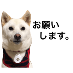 [LINEスタンプ] 柴犬ららのすたんぷ