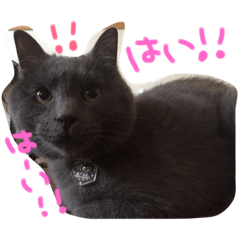 [LINEスタンプ] ふてねこらんくん