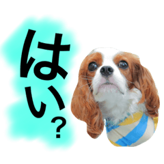 [LINEスタンプ] ワンコ実写スタンプ☆1・キャバリア メルモ
