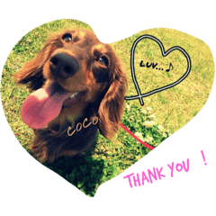[LINEスタンプ] 愛犬coco