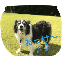 [LINEスタンプ] お気楽ボーダー