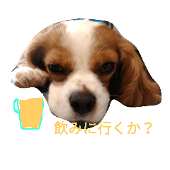 [LINEスタンプ] キャバリアソラののほほんな日常