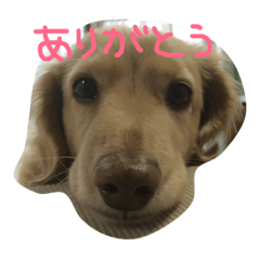 [LINEスタンプ] 平凡な桃次郎のスタンプ