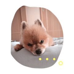 [LINEスタンプ] うちのワンたま