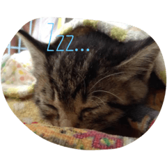 [LINEスタンプ] 猫と諸々
