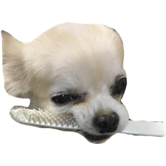 [LINEスタンプ] うちの家族犬