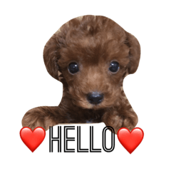 [LINEスタンプ] トイプードル♡コタロウ