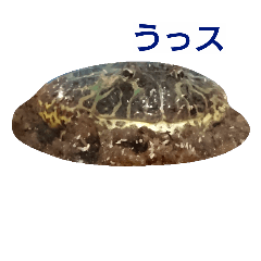 [LINEスタンプ] ベルツノさんスタンプ