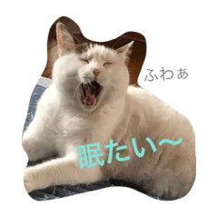 [LINEスタンプ] 毎日使えるうりスタンプ
