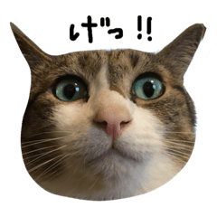 [LINEスタンプ] タマとミミちゃん