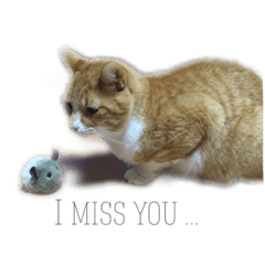 [LINEスタンプ] Maru Tora