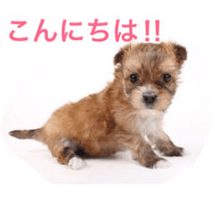 [LINEスタンプ] One day of a lovely dog