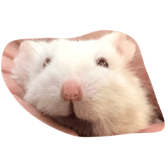 [LINEスタンプ] bb hamster