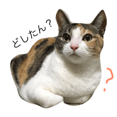 [LINEスタンプ] 猫のみいちゃん♡