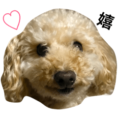 [LINEスタンプ] トイプードルのティムちゃん