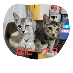 [LINEスタンプ] つっきー＆シルバー＆チャミ