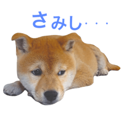 [LINEスタンプ] 柴犬あんこ