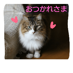 [LINEスタンプ] 愛猫柚子のスタンプです！