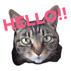 [LINEスタンプ] きょろ！