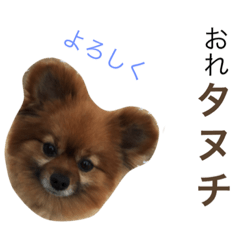 [LINEスタンプ] おれタヌチ