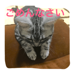 [LINEスタンプ] にゃん子の気持ち