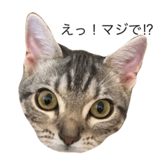 [LINEスタンプ] ねこEmma