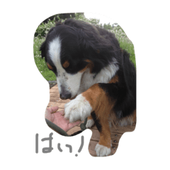 [LINEスタンプ] nyanda-wan