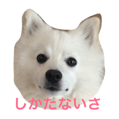 [LINEスタンプ] 日本スピッツ おもち