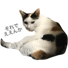 [LINEスタンプ] 三毛猫のメイちゃん