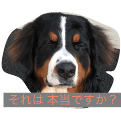 [LINEスタンプ] オリバーとパンの日常です