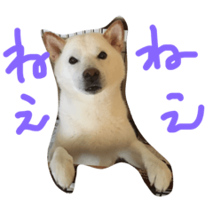 [LINEスタンプ] しろワンコ草太