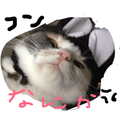 [LINEスタンプ] ねこ麿スタンプ