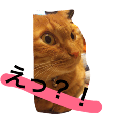 [LINEスタンプ] ねこちゃんちゃん！
