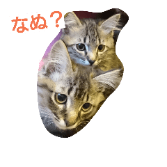 [LINEスタンプ] まぃみ