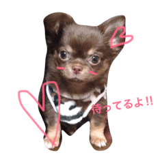 [LINEスタンプ] 愛犬ライト君