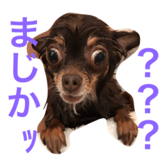 [LINEスタンプ] 家の犬0303